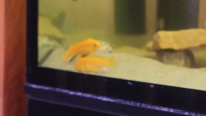 НЕРЕСТ Лабидохромис "Еллоу" SPAWNING Labidochromis "YELLOW"