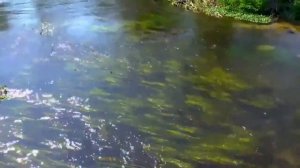 Футаж  ПРИРОДА  ,  ЛЕС, РЕКА.