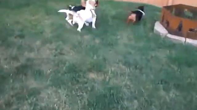 Paddy, Sam and Froto #1 смотреть онлайн