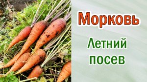 Морковь от летних посевов. Урожай в октябре - ноябре. Сочная и сладкая.  Отчёт.