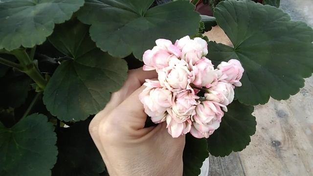 #25.Звезда в моей коллекции!