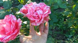 Роза Пинк Интуишн, конец июня.