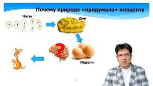 Плацента. Что это. Как она работает. Как она устроена. Развитие плаценты. Клетки. Пуповина.