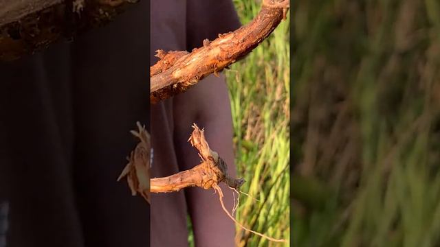 Марина Куликова рассказывает про свойства иван-чая смотреть онлайн