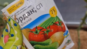 Море ТОМАТОВ БЕЗ ФИТОФТОРЫ! Сделайте ТАК в КОНЦЕ ЛЕТА и СОБИРАЙТЕ УРОЖАЙ ДО ЗАМОРОЗКОВ!