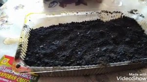 Посадка турецкой гвоздики на рассаду.