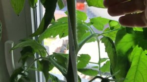 Как я формирую высокорослые томаты в горшках🪴🍅