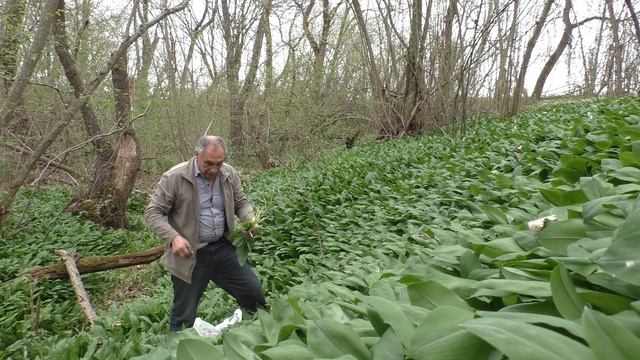 За черемшой 15 04 2021