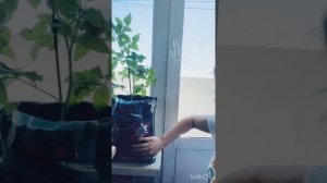 Томат каменный цветок