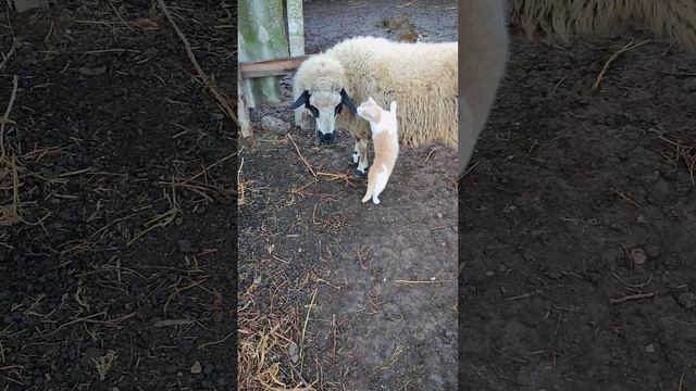 Как тебя звать? ? #юмор #животные #приколы #котики #кот #позитив #знакомство #пародия