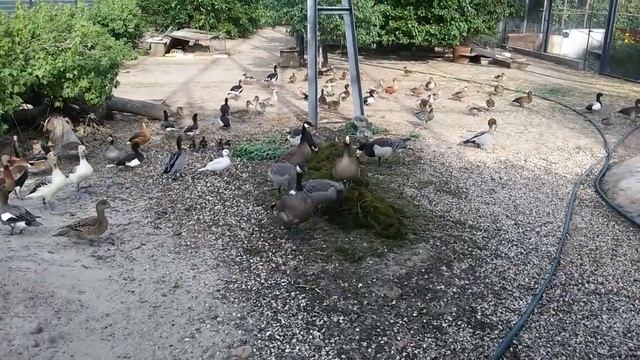 Водоплавающие Птицы-Запорожья. смотреть онлайн