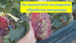 Не пренебрегайте этой обработкой винограда. Июль 2024