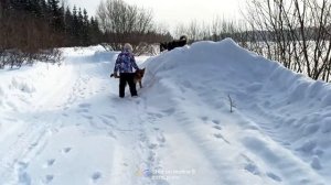 Сходим с ума с собаками. Овчаркой Линдой и Тайсоном | Шепски (метис хаски) | 25.02.23