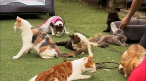 BBC Look North 18th May 2022 Bradford cat rescue needs more adopters