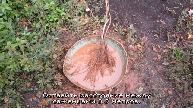 Черешня Приусадебная желтая