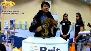 Выставка кошек, Харьков, 03032018, Бенгалы, монопородный ринг, часть 2