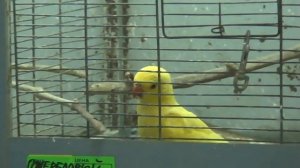 Птенец ожерелового попугая Жорик начал своё обучение.