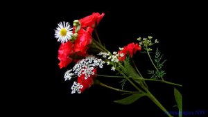 Лечебная музыка Моцарта ? Улучшает Слух, Память.Развивает Творческие Способности.