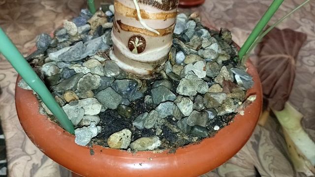 ?Алоказия Регал Шилдс?и тут Остапа понесло ?? #алоказия #комнатныецветы #flowers #alocasia #цветы смотреть онлайн