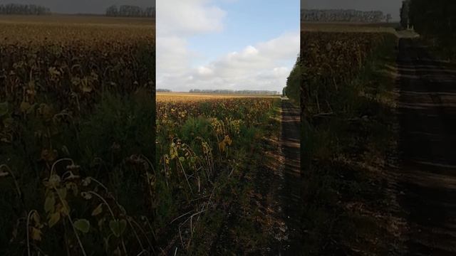 Озимый подсолнечник ч. 3 смотреть онлайн