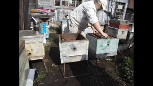 как лучше пересадить семью пчел из одного улья в другой