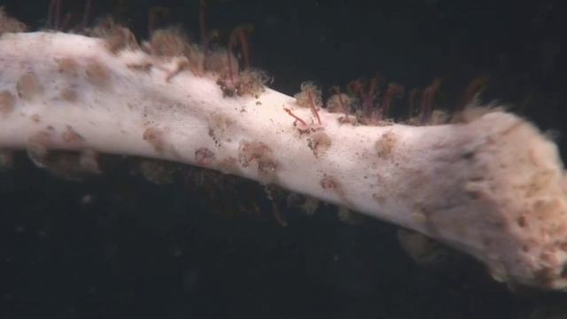 Mariana trench explained | Mysterious place in the world | Tamil смотреть онлайн