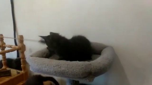 №2508E* кошка Мейн-кун Черный дым (ns) 2,5 месяца. смотреть онлайн