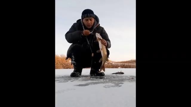 рыбалка в казахстане.тургайская щука ноябрь 2015 смотреть онлайн