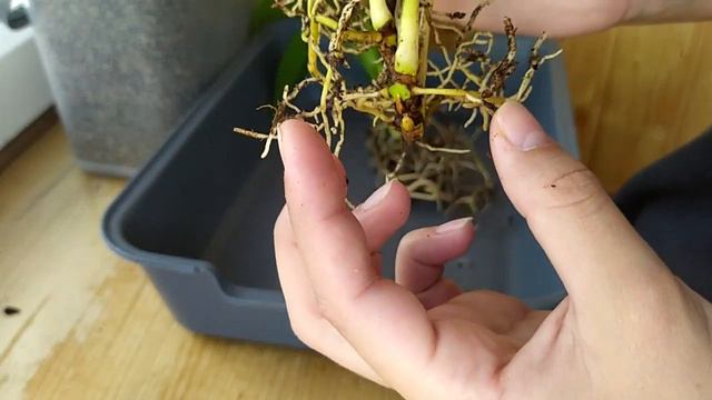 Эксперимент - Пересадка фикуса Лирата Бомбино и Антуриума Ванилла в Лечузу на авто полив
