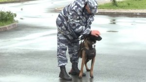 Клип ко Дню кинолога