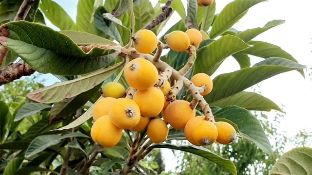 Easy Beef Stuffed Potato Pancakes | Potato Recipes | asmr food смотреть онлайн