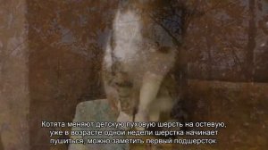 Когда котята меняют шерсть и цвет глаз
