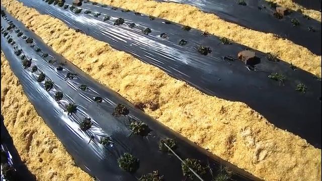 Обработка клубники азия, альба, дукат инсектицидом Актара смотреть онлайн