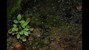 Почему зеленеет земля в теплице и что делать