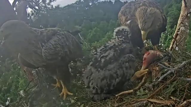 29.05.2023??Мне 1 месяц! Подарок от папы/I'm 1 month old! A present from daddy смотреть онлайн
