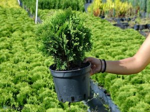 Как вырастить тую_ Простая инструкция по посадке и уходу