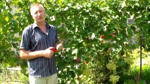 Чеканка винограда в августе+ВИДЕО