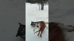 Бордоский дог против Кавказца