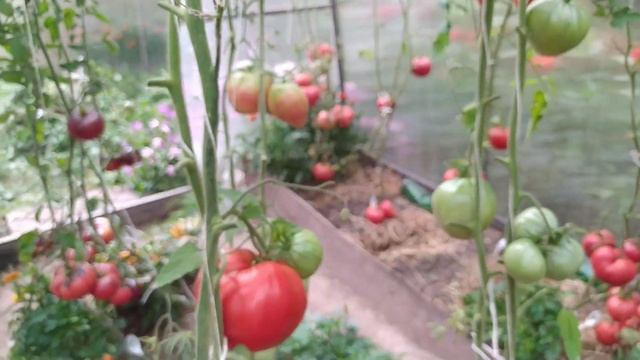 Томаты. Две недели без ухода. Выжили? смотреть онлайн