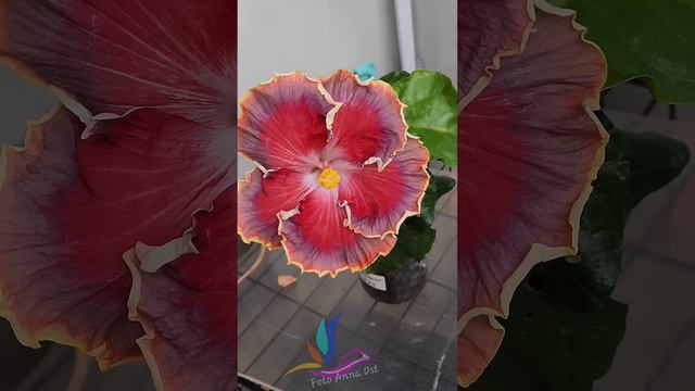 🌺 Night Runner #Annaost #Аннаост #гибискуссортовой #Гибискус #цветы #hibiscus #GeraGibis #герагибис