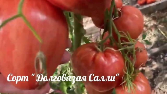 Опять о томатах!!! Индетерминантные Из частных коллекций -теперь в моем огороде Сезон 2023(ч.1)