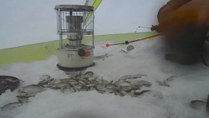 Клев очень хороший Ловля корюшки Магадан озеро Глухое