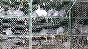 Многоярусная клетка для кроликов