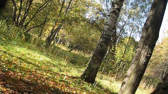 Осенний лес смотреть онлайн