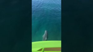Архипо-Осиповка август 2023 года 🌤️ Встреча с дельфинами 🐬