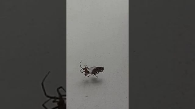 Муха-Цокотуха. А где Комарик??? смотреть онлайн