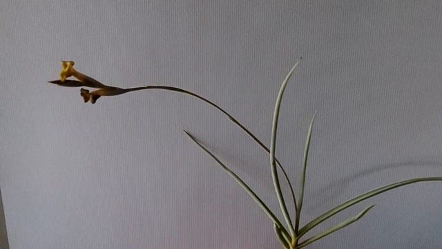 TILLANDSIA OF MY HOME(我が家のチランジア）２０２０．４．２７ смотреть онлайн