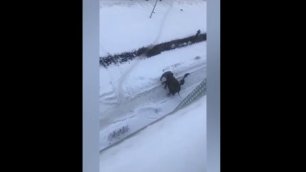 В Екатеринбурге слон сбежал от циркачей и пошел валяться в снегу