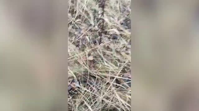 На коп с TX 850 смотреть онлайн