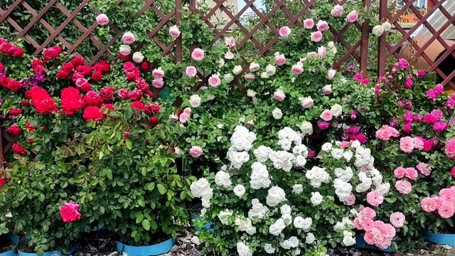 ПРОГУЛКА ПО ВЕЧЕРНЕМУ РОЗАРИЮ. Розы Аспирин, Ботичелли.... смотреть онлайн